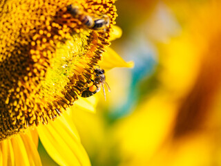 Honey bee collecting pollen at yellow flower. close up