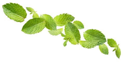 Flying fresh mint leaves, isolated on white background
