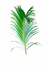 Palm leaves The green leaves of palm trees rests on white background.