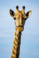 Obraz premium South African giraffe or Cape giraffe (Giraffa camelopardalis giraffa). Mpumalanga. South Africa.