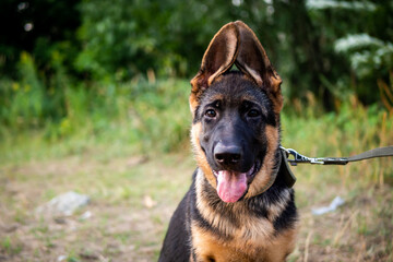 Portrait of a German Shepherd puppy.
