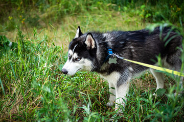 A black and white Siberian husky walking on a summer field.