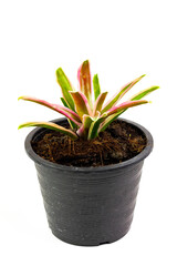 Ornamental plant tree in black plastic pot isolated on white background.