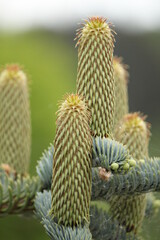 Abies koreana, fir branch with immature cones
