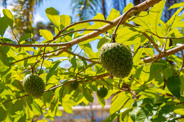 fruta Araticum Amarelo da Montanha ou  Graviola Silvestre na árvore