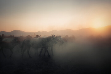 misty morning in the mountains. Yılkı horses in the Hörmetçi village of Kayseri, Turkey. Kayseri Turkey 21 July 2021