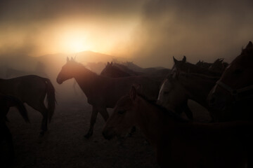 sunrise over the mountains. Yılkı horses in the Hörmetçi village of Kayseri, Turkey. Kayseri Turkey 21 July 2021