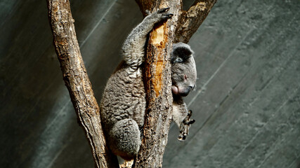 at the Zoo
