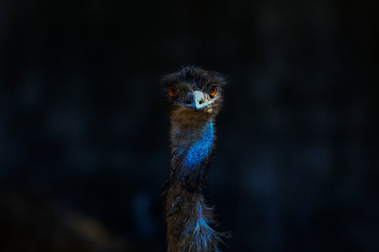 close up head of australia emu bird