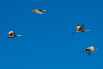 Four flying cranes in the open sky