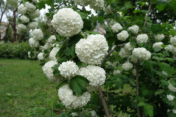 A lot of white flowers pf Viburnum opulus roseum in mid May