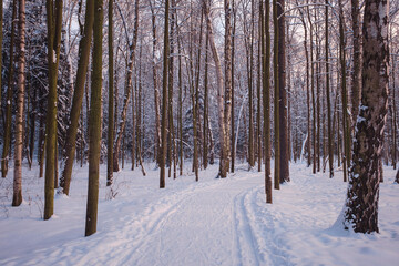 Winter in spruce forest, spruces covered with white fluffy snow. ski resort. Great view of wilderness. Explore beauty of land. Tourism concept. Happy New Year.