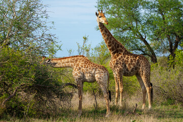 South African giraffe or Cape giraffe (Giraffa camelopardalis giraffa). Mpumalanga. South Africa.