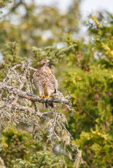 Cooper's hawk hunting from tree branch