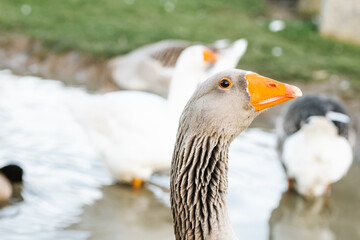 close up of a goose head