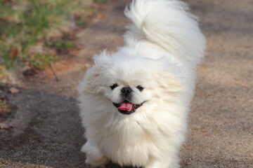 道を歩く白いペキニーズ