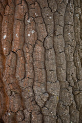Close up macro shot of tree bark with snow. Tree pattern photogrpaph. Winter season. High quality photo