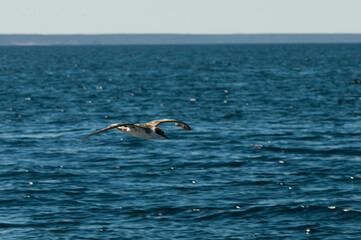 Cape Petrel, Antartic bird, Antártica