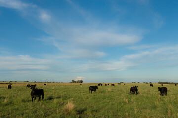 Cows in the Argentine Countryside, Patagonia, Argentina.