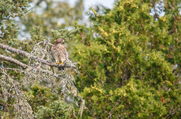 Cooper's hawk hunting from tree branch