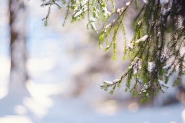 Nature Winter background with snowy pine tree branches, shallow DOF. Beauty in nature.