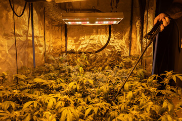 Indoor growing potted Marijuana being watering.