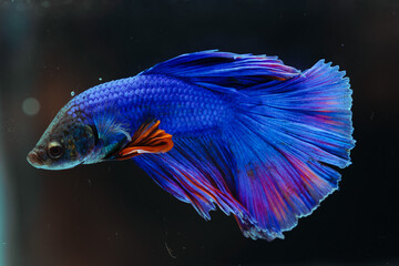 Siamese fighting fish
beautiful blue and red fish
with black background