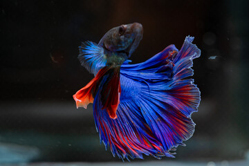 Siamese fighting fish
beautiful blue and red fish
with black background