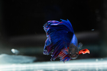 Obraz premium Siamese fighting fish beautiful blue and red fish with black background