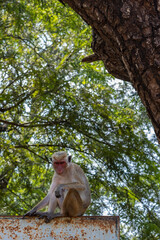 Sri Lanka. A cute monkey is sitting on the fence in forest. 