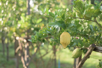 Fototapeta premium Selective focus of a fresh, yellow rough skin lemon hanging on a branch with a background of the lemon tree. Organic Farm Concept.