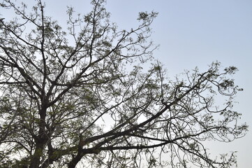 Big branches of tree against the blue sky