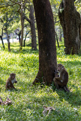 Sri Lanka. A family of cute monkeys in the forest.