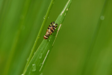 Melieria omissa, Schmuckfliege	