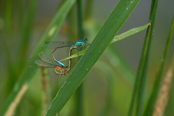 Große Pechlibelle (Ischnura elegans)	