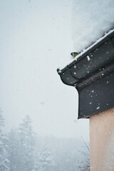 Birds looking for shelter from the snow