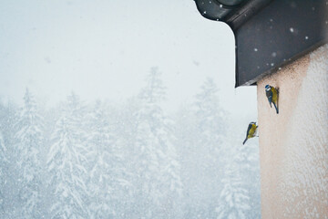Eurasian Blue Tit shelter from snow