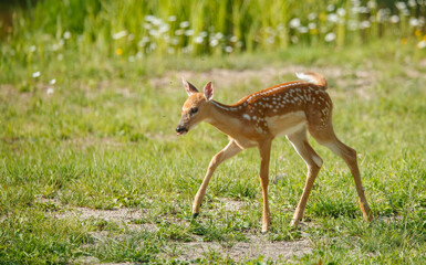White tailed deer fawn in gassy field