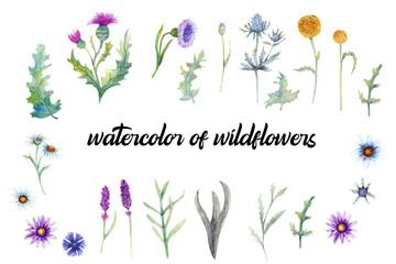 Wildflowers in watercolor