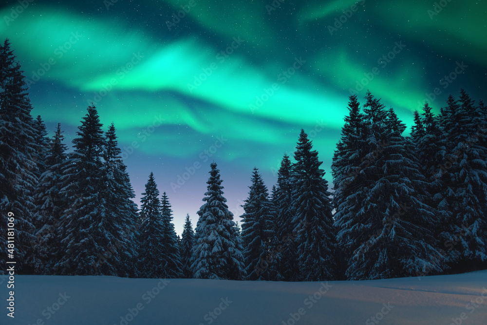 Wall mural Aurora borealis. Northern lights in winter forest. Sky with polar lights and stars. Night winter landscape with aurora and pine tree forest. Travel concept