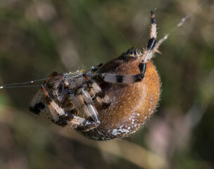 spider on a web
