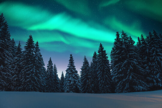 Aurora borealis. Northern lights in winter forest. Sky with polar lights and stars. Night winter landscape with aurora and pine tree forest. Travel concept