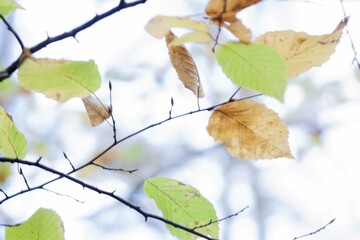 Feuilles et bokeh