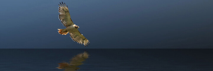 Social media and web banner background cover image. Red-Tailed Hawk glides over a lake. Composite with copy space