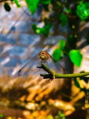 dragonfly on a branch
