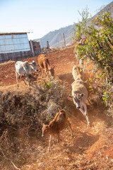 Asian cow at countryside of Myanmar