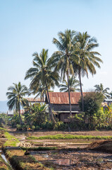 Fototapeta na wymiar House and palmtree at asian countryside