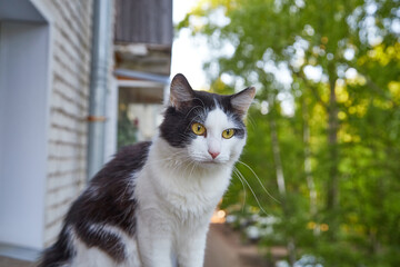 Fototapeta premium Funny black and white cat sitting closeup on balcony railing of apartment and looking watching down outside street in summer or spring day