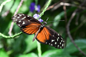 heliconius hecale tropical butterfly in nature, white spotted black and orange butterfly