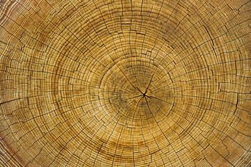 Weathered wooden cross section of the tree. Wooden textured background.
